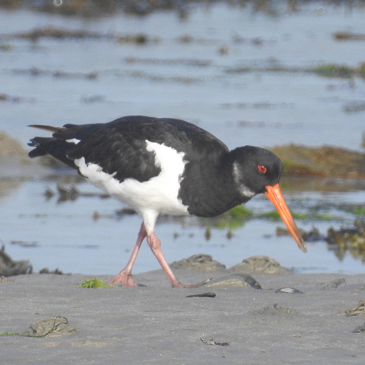 Eurasian Oystercatcher - ML86889541