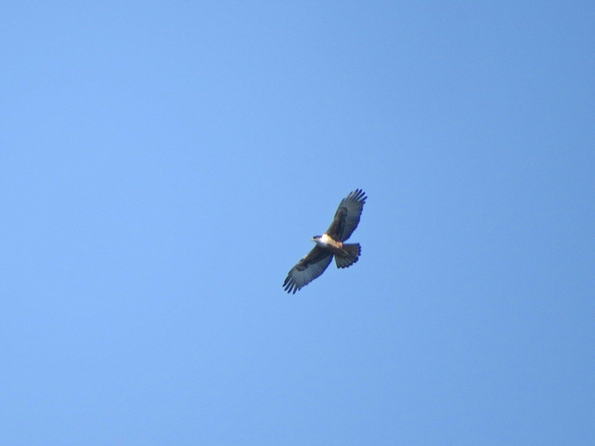 Rufous-bellied Eagle - ML86889551