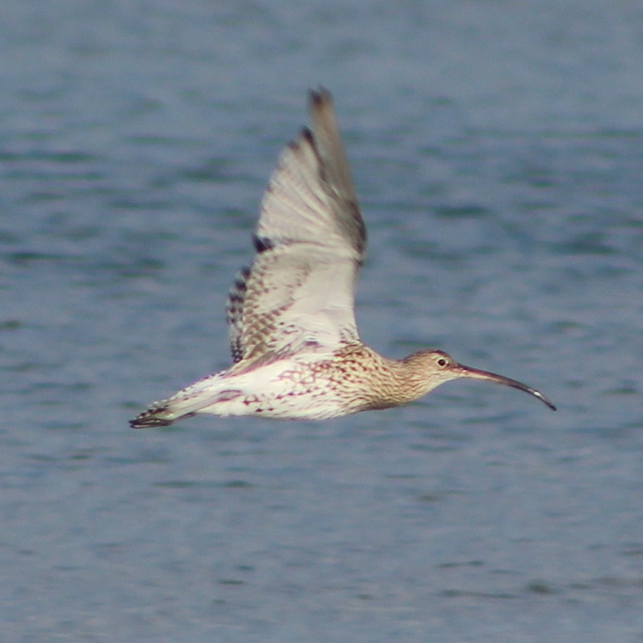 Eurasian Curlew - ML86889651