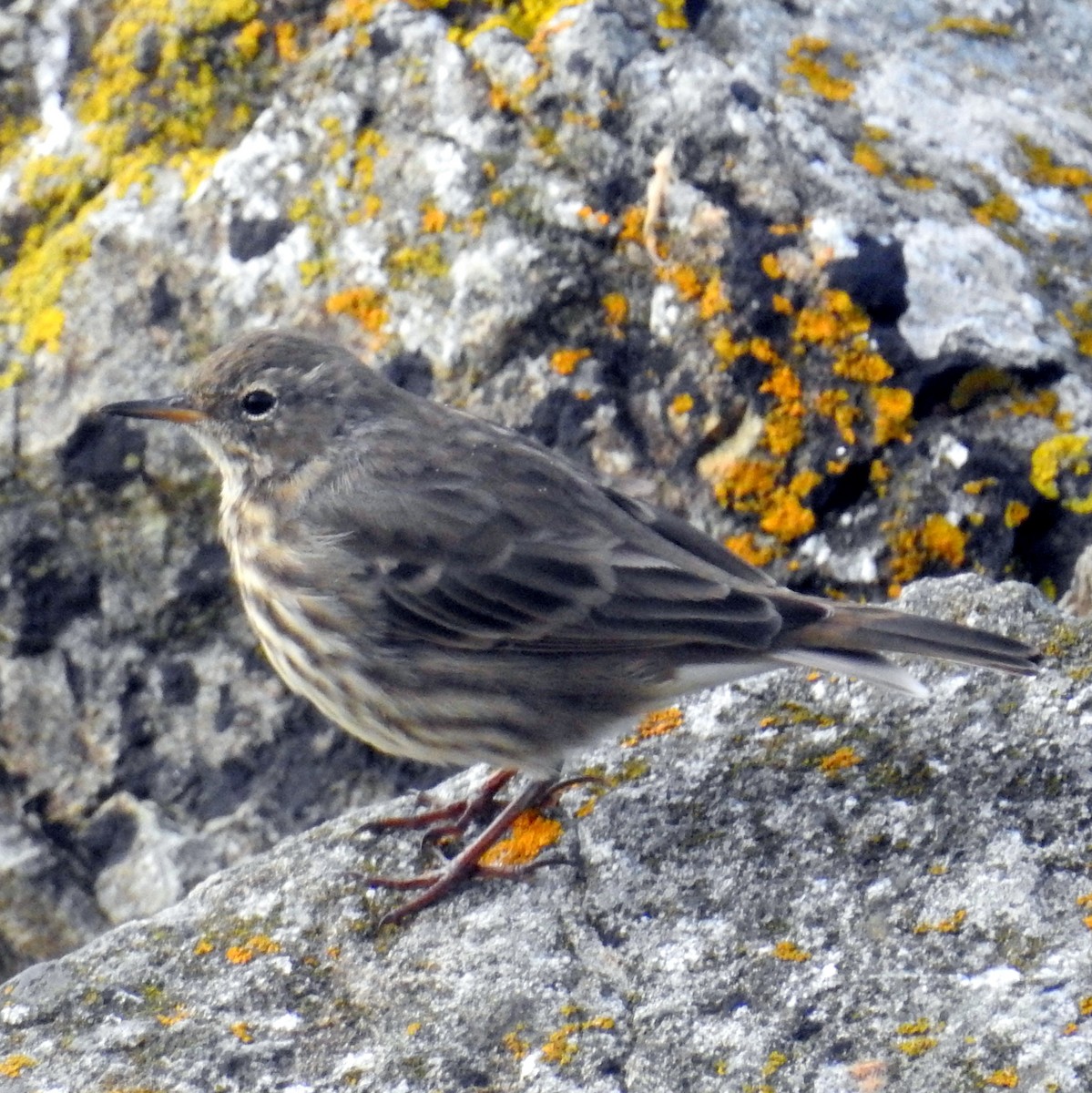 Rock Pipit - ML86890011