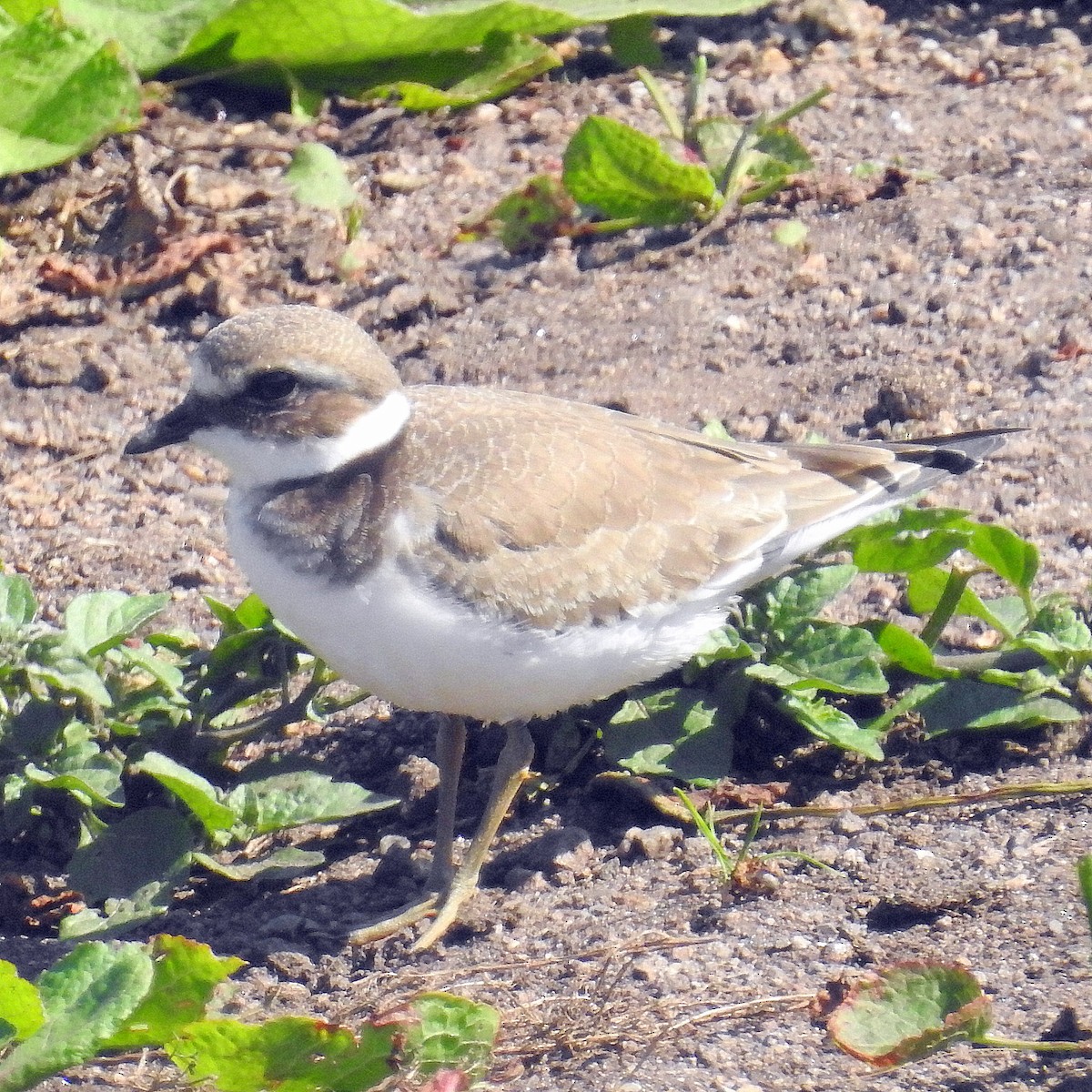 Common Ringed Plover - Gareth Parkes