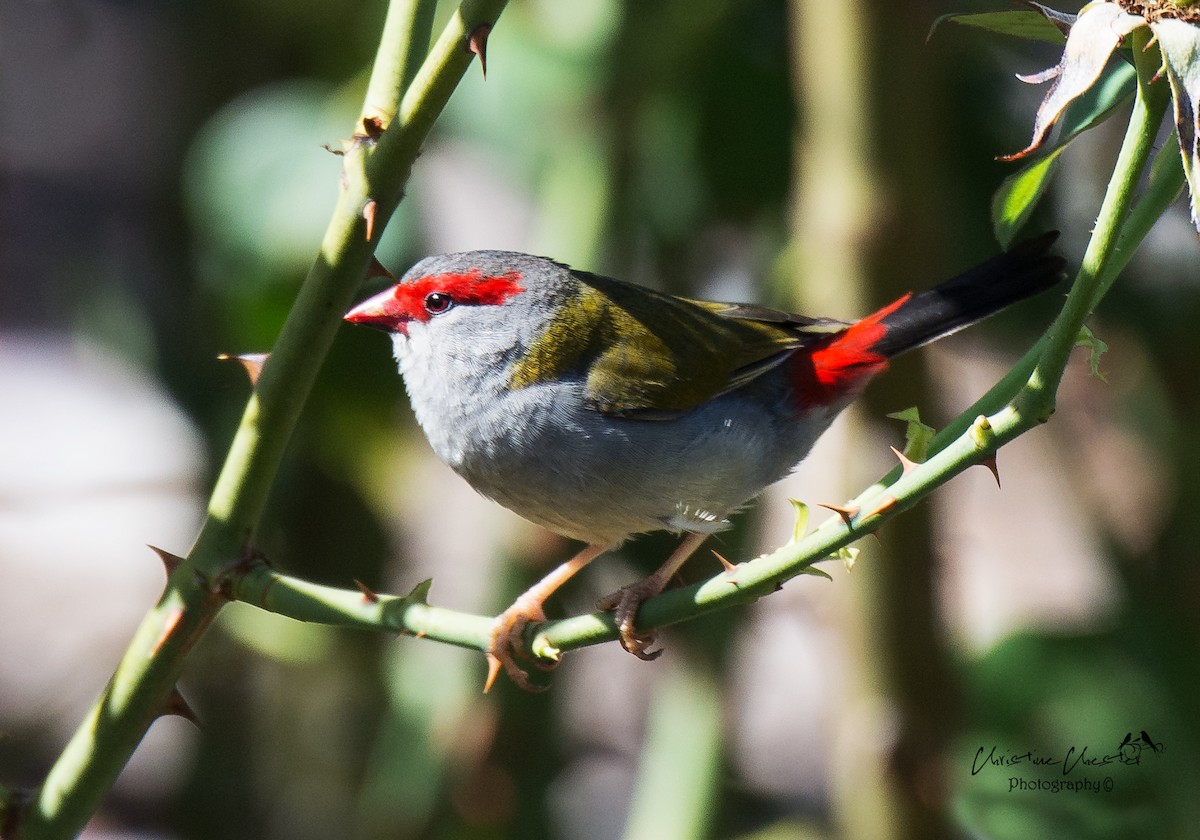 Red-browed Firetail - Christine  Chester