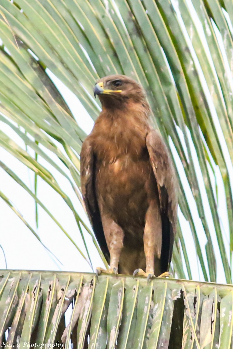 Indian Spotted Eagle - Nesrudheen PP
