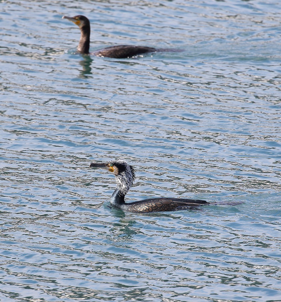 Great Cormorant - ML86891491