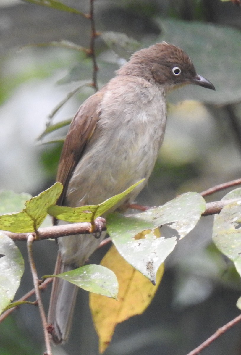 Cream-vented Bulbul - Michael Grunwell