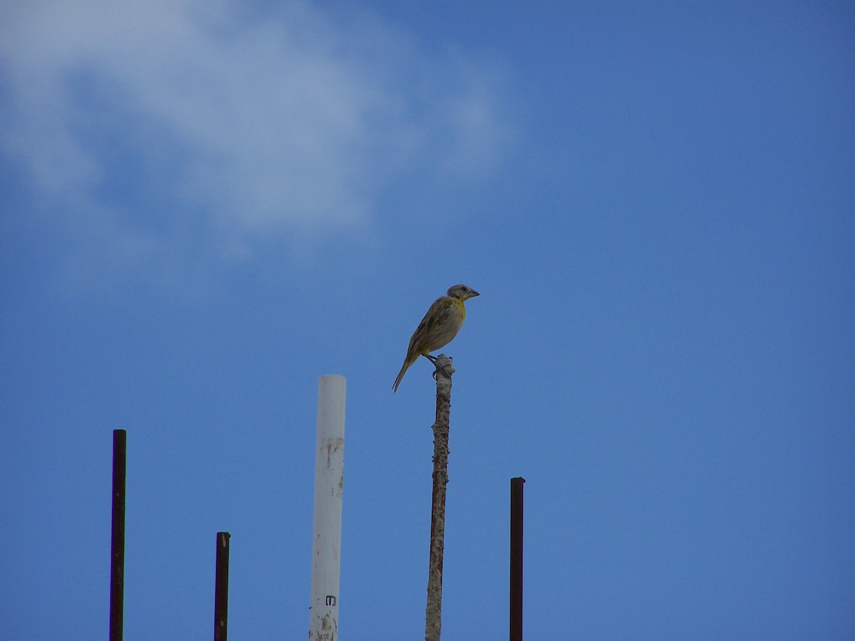 Village Weaver - ML86893091