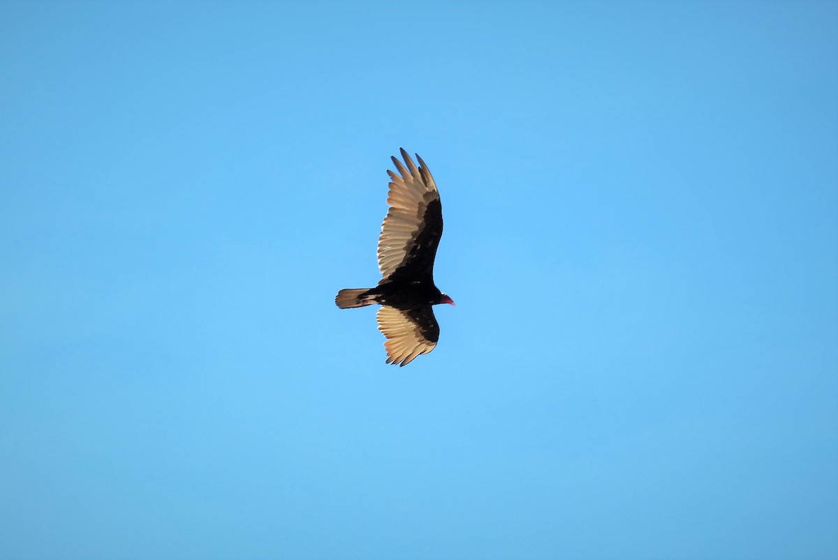 Turkey Vulture - Pablo Alejandro Pla