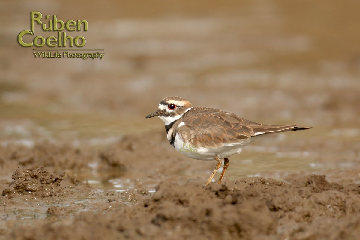 Killdeer - Rúben Coelho