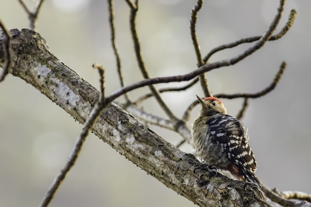 Fulvous-breasted Woodpecker - ML86897861