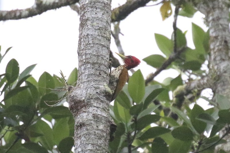 Pic à face rouge - ML86900561