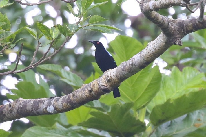 Palawan Fairy-bluebird - ML86900611