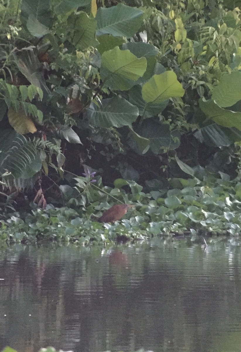 Cinnamon Bittern - ML86902231