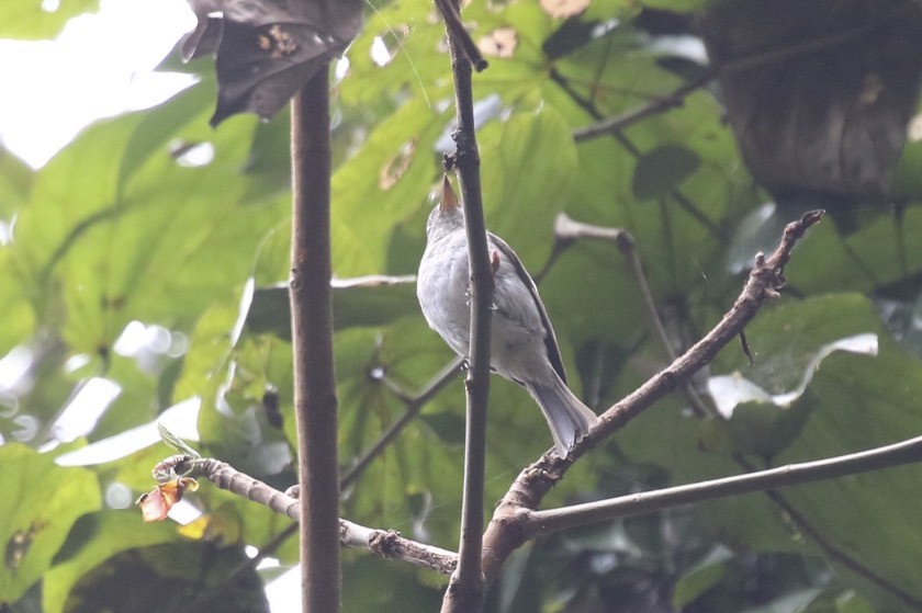 Ashy-breasted Flycatcher - ML86902871