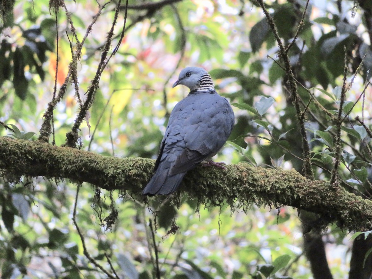 Ashy Wood-Pigeon - Xiuling Wei