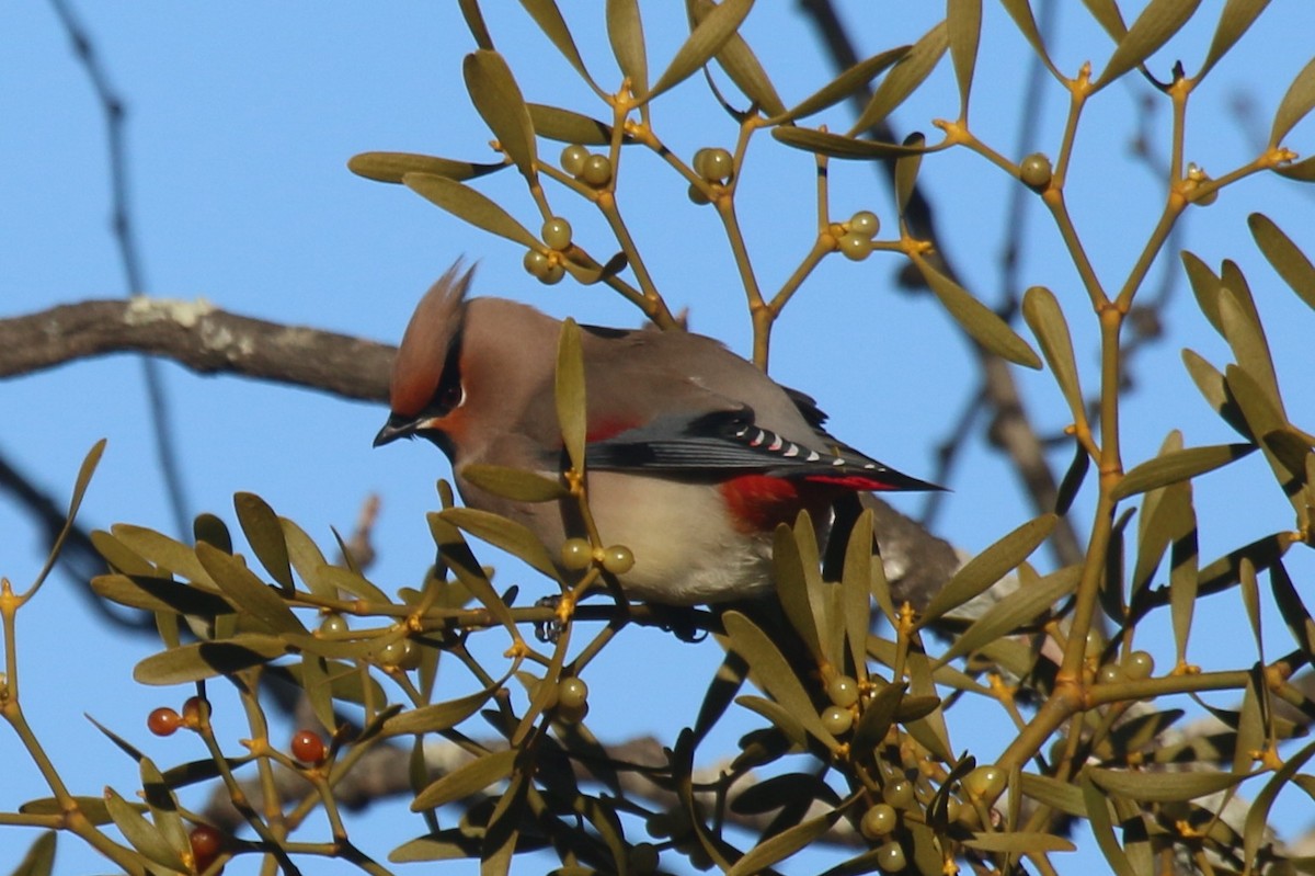 Japanese Waxwing - John Sevenair