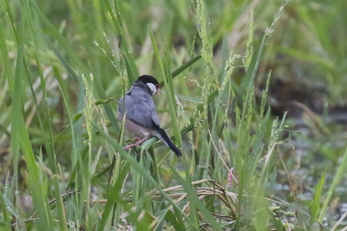 Java Sparrow - ML86903871