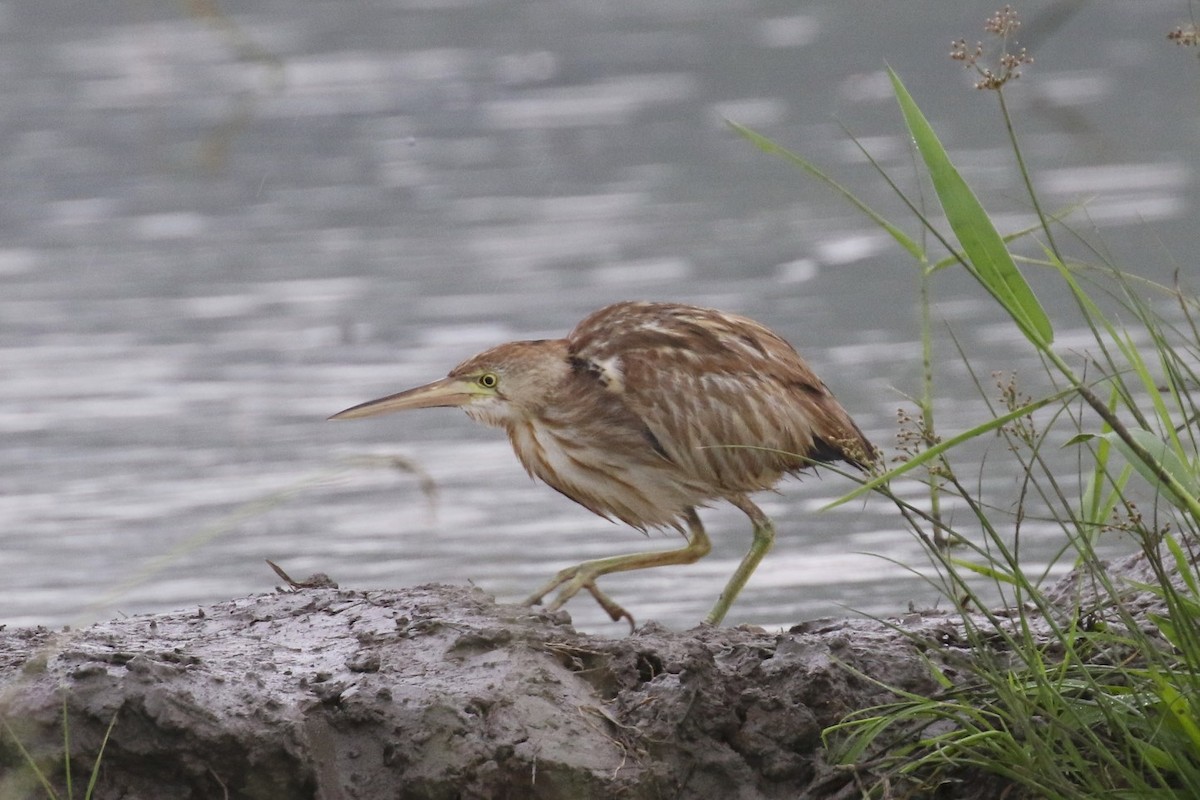 Yellow Bittern - ML86903921