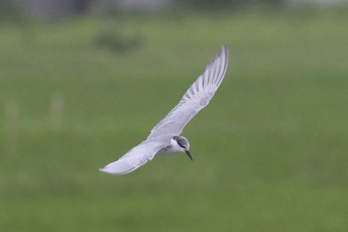 Whiskered Tern - ML86903951