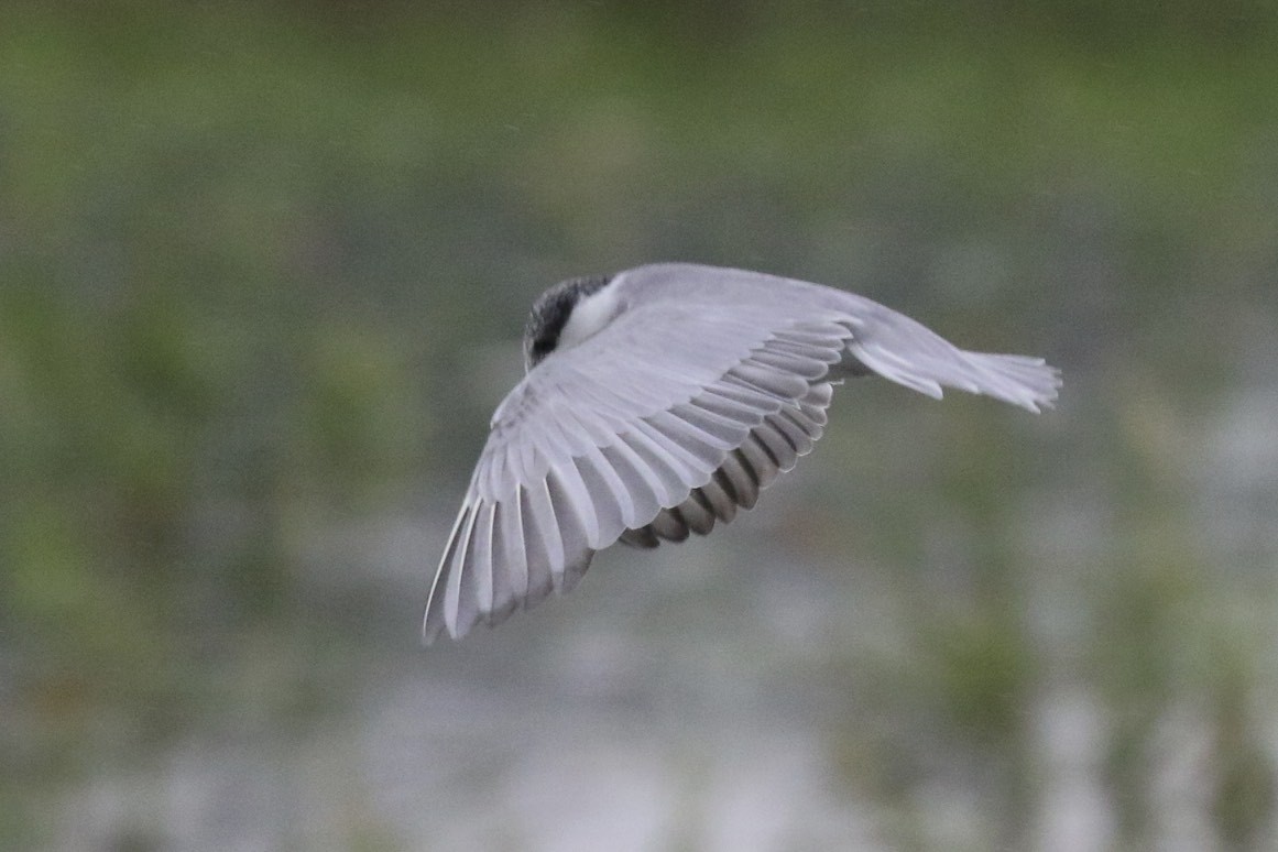 Whiskered Tern - ML86903961