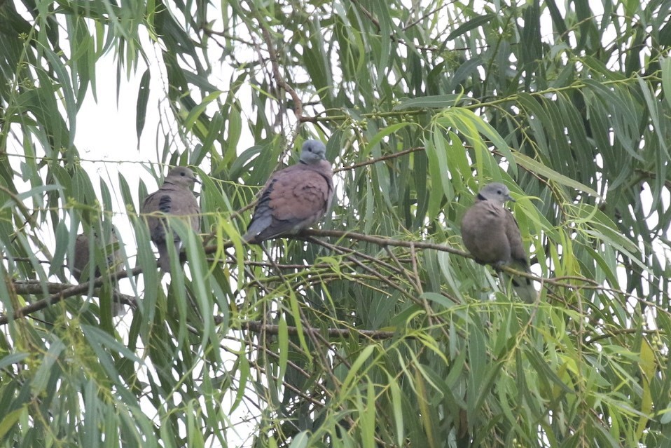 Red Collared-Dove - ML86904061