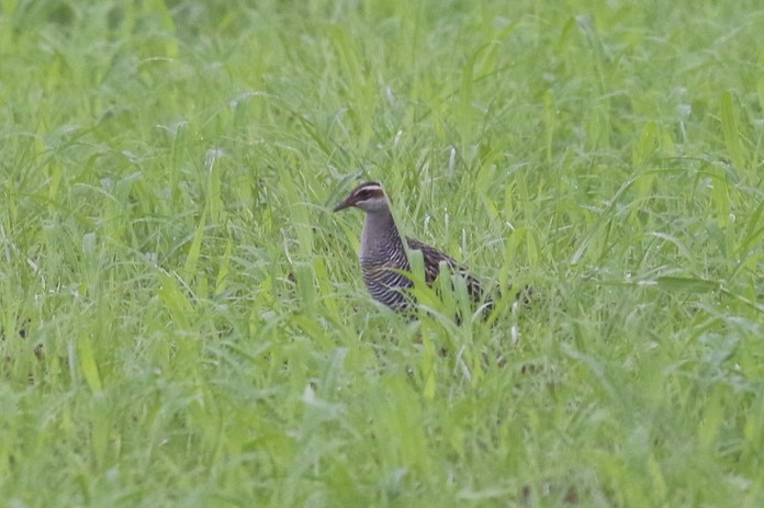 Buff-banded Rail - ML86904071