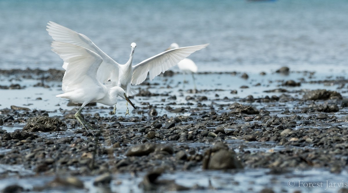 Chinese Egret - Forest Botial-Jarvis