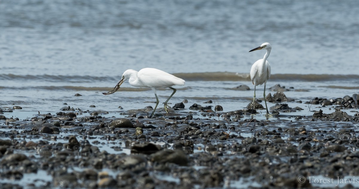 Chinese Egret - Forest Botial-Jarvis