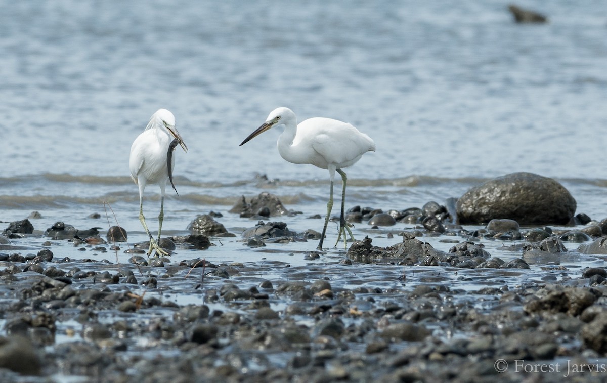 Chinese Egret - Forest Botial-Jarvis