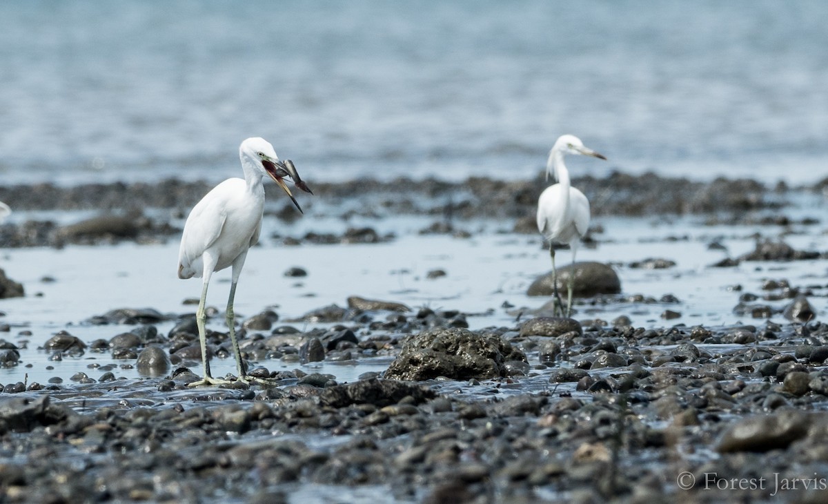 Chinese Egret - Forest Botial-Jarvis