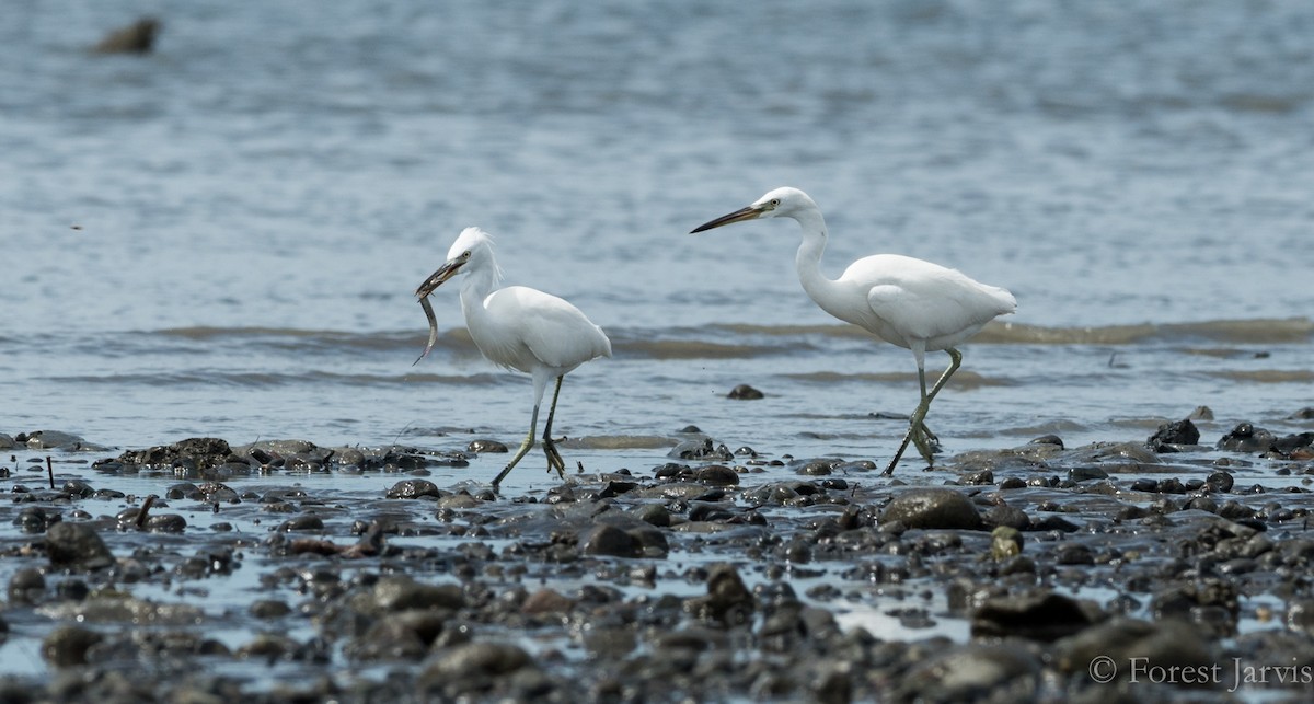 Chinese Egret - Forest Botial-Jarvis