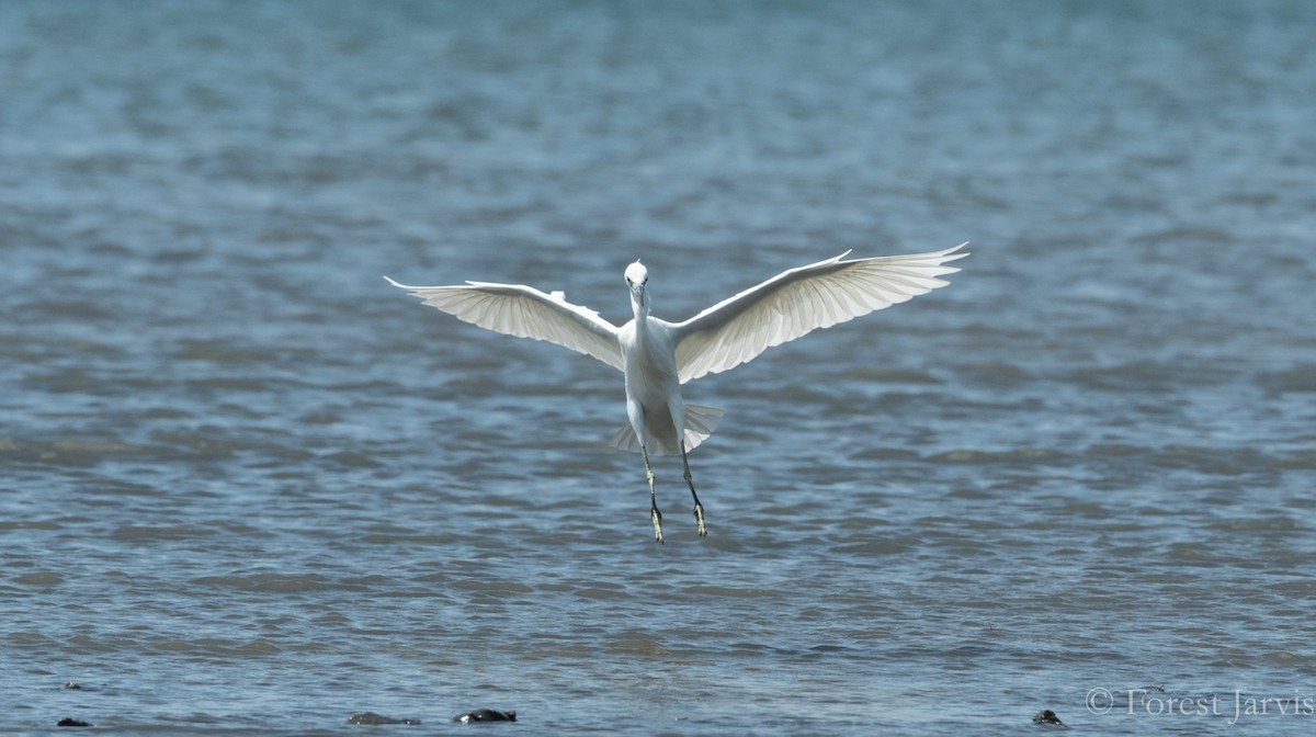 Chinese Egret - Forest Botial-Jarvis