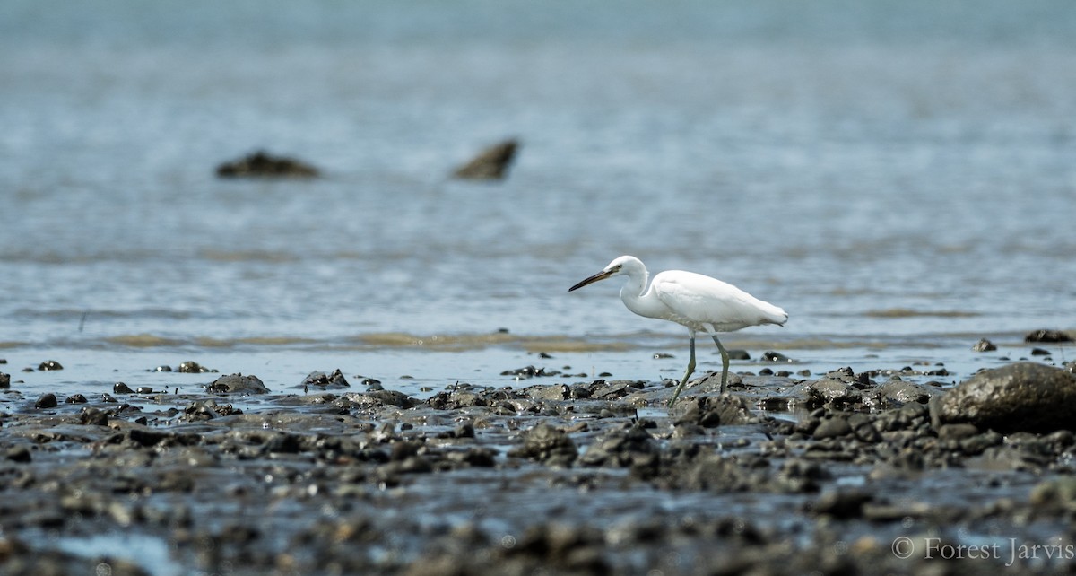 Chinese Egret - ML86904761