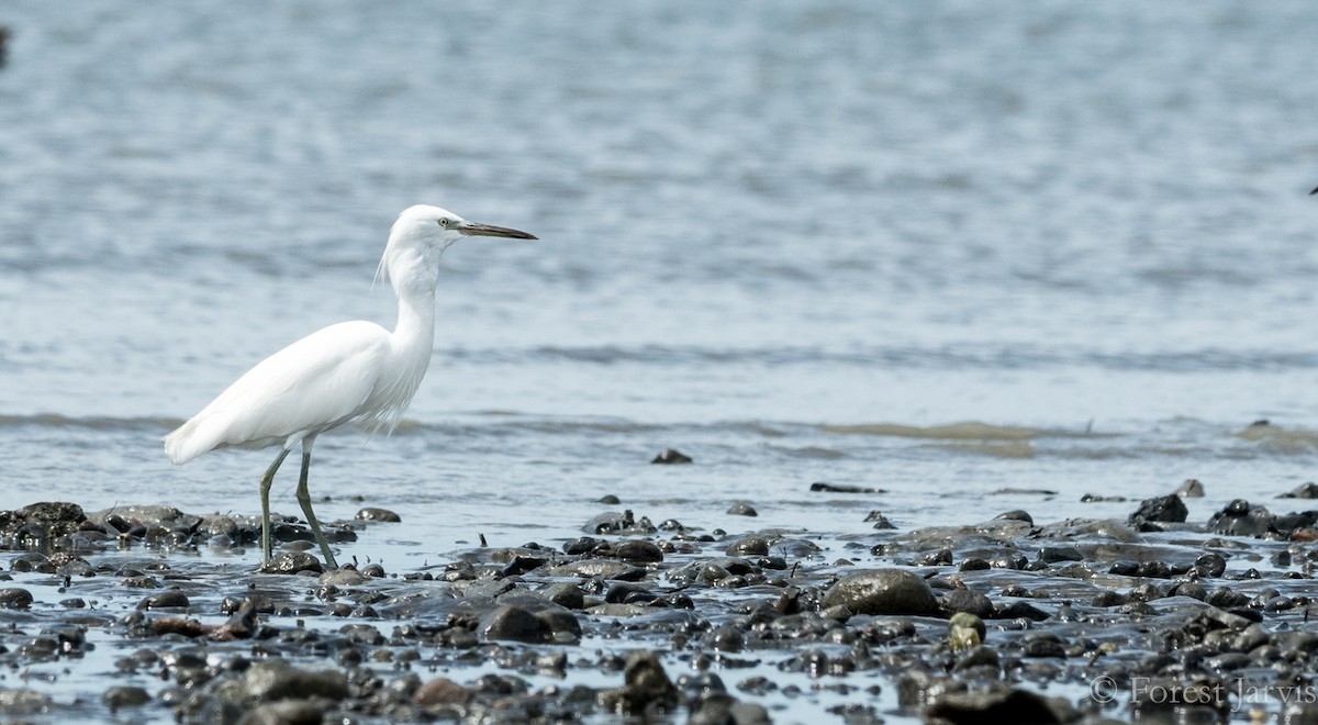 Chinese Egret - ML86904771