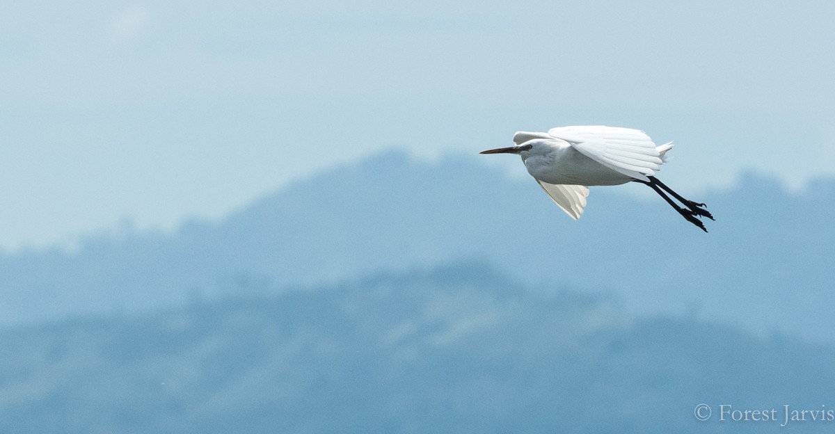 Little Egret - ML86905141