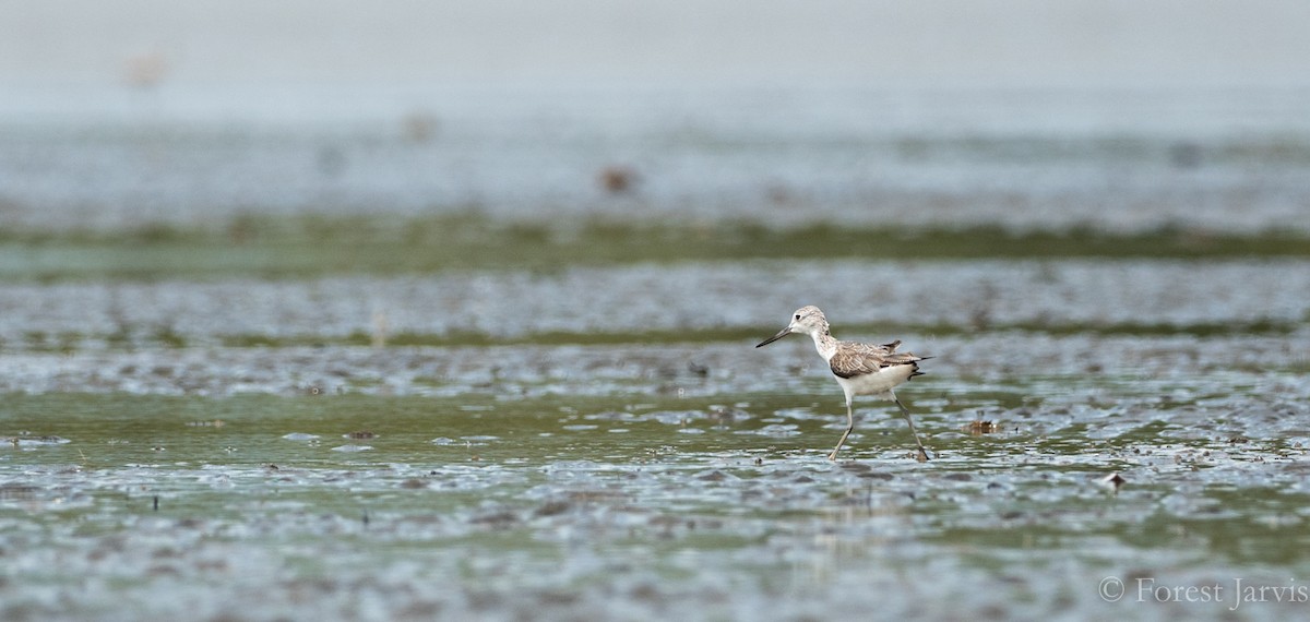 Common Greenshank - Forest Botial-Jarvis