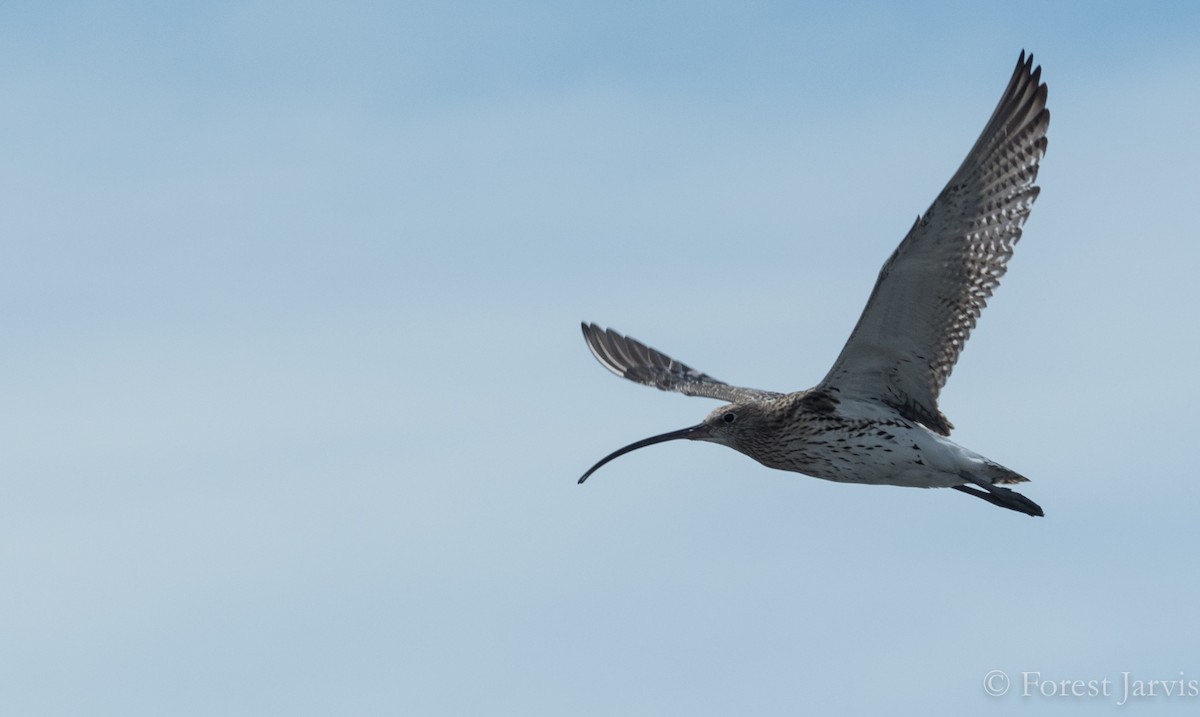 Eurasian Curlew - ML86905281