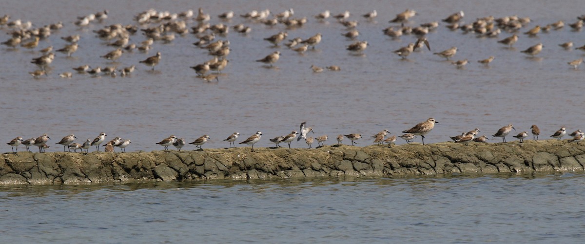 Tibetan Sand-Plover - Moe Bertrand