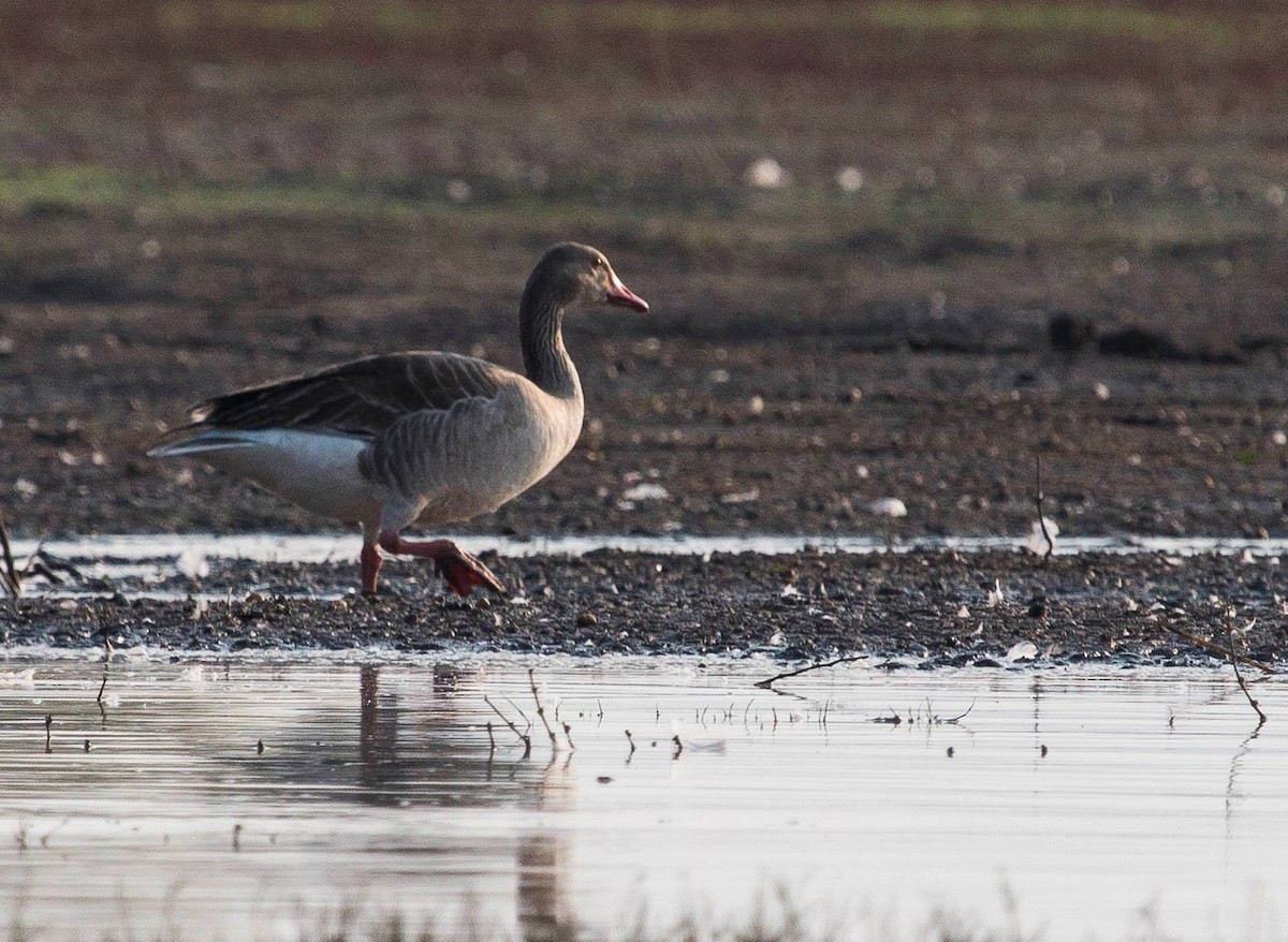 Graylag Goose - ML86906951