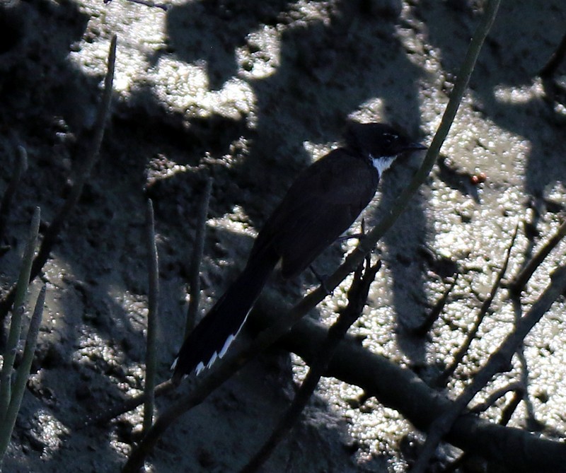 Malaysian Pied-Fantail - ML86907461