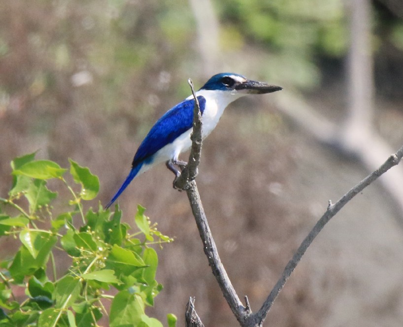 Collared Kingfisher - ML86907631