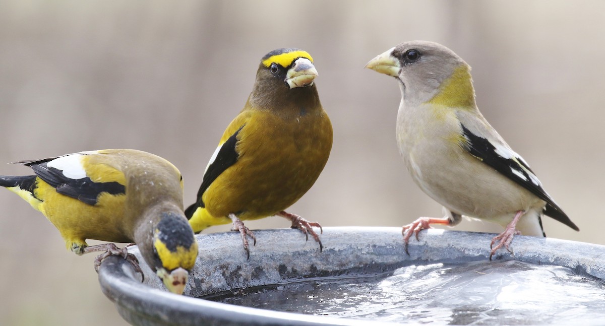Evening Grosbeak - Debby Parker