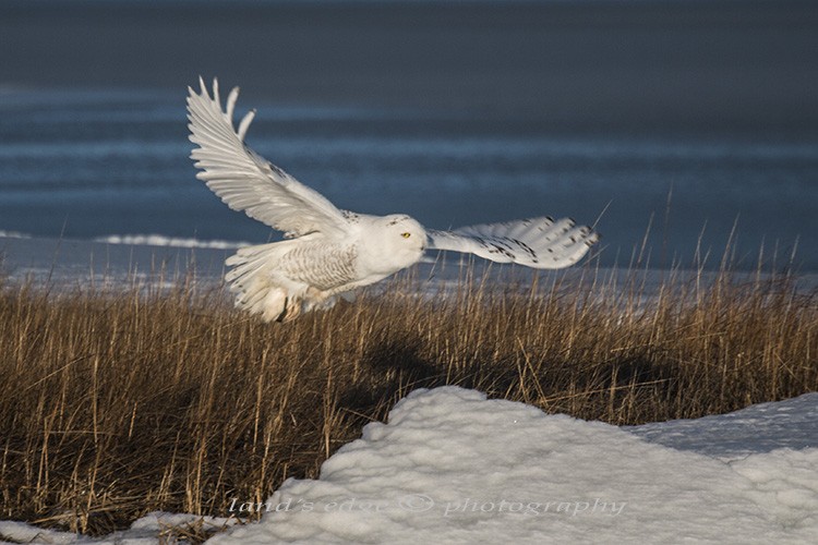 Snowy Owl - Emily L. Ferguson