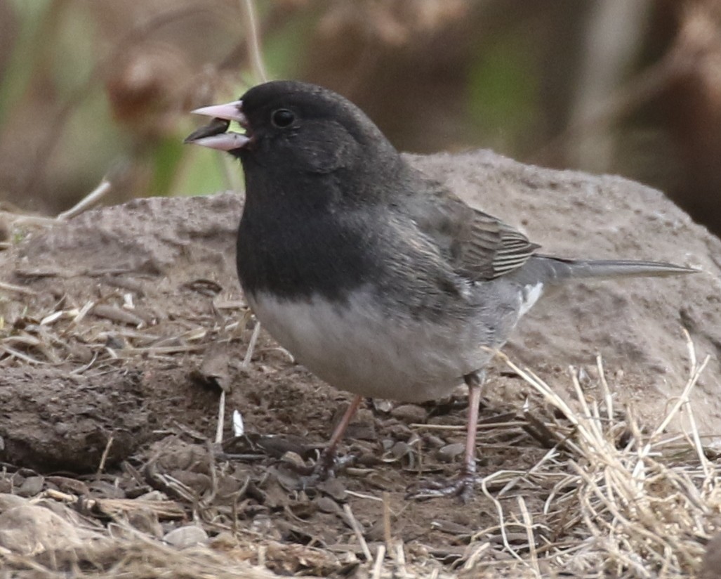 Junco ardoisé (hyemalis/carolinensis/cismontanus) - ML86908281