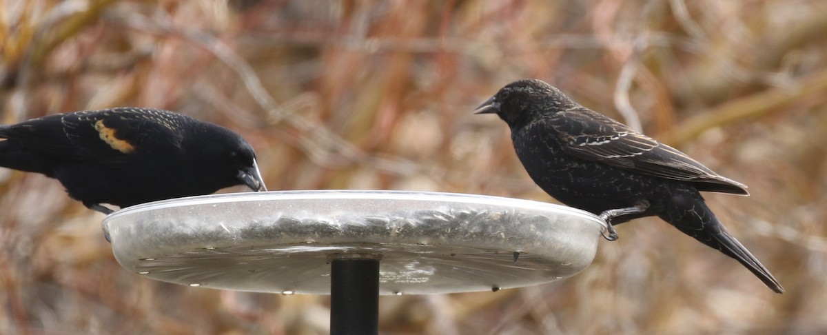 Red-winged Blackbird - Debby Parker