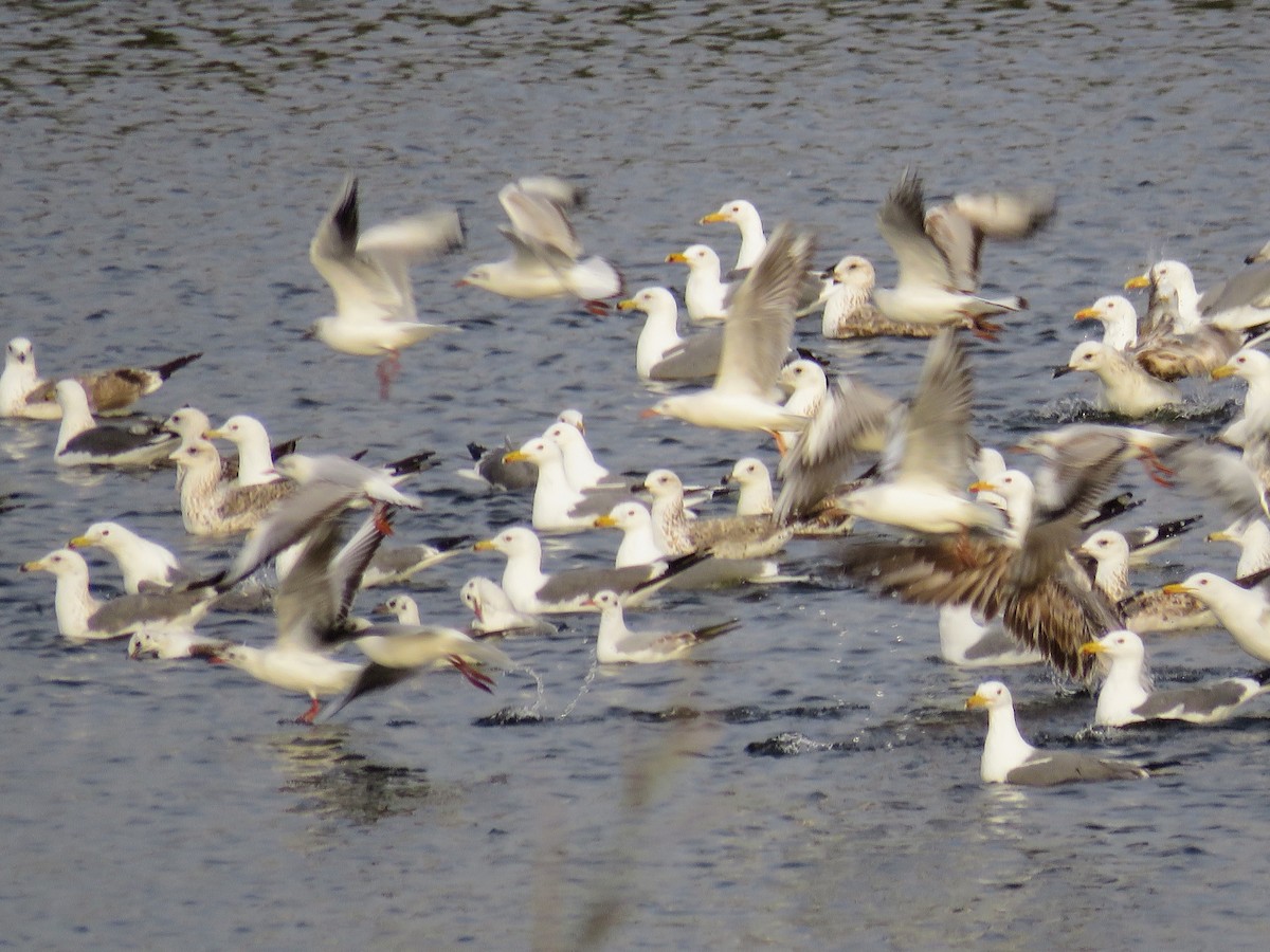 gull sp. - GARY DOUGLAS