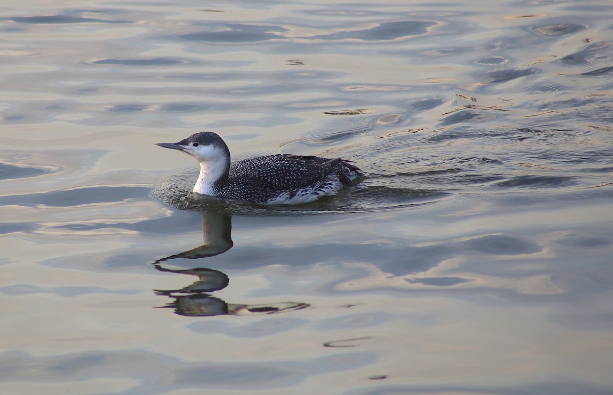 Red-throated Loon - ML86908921