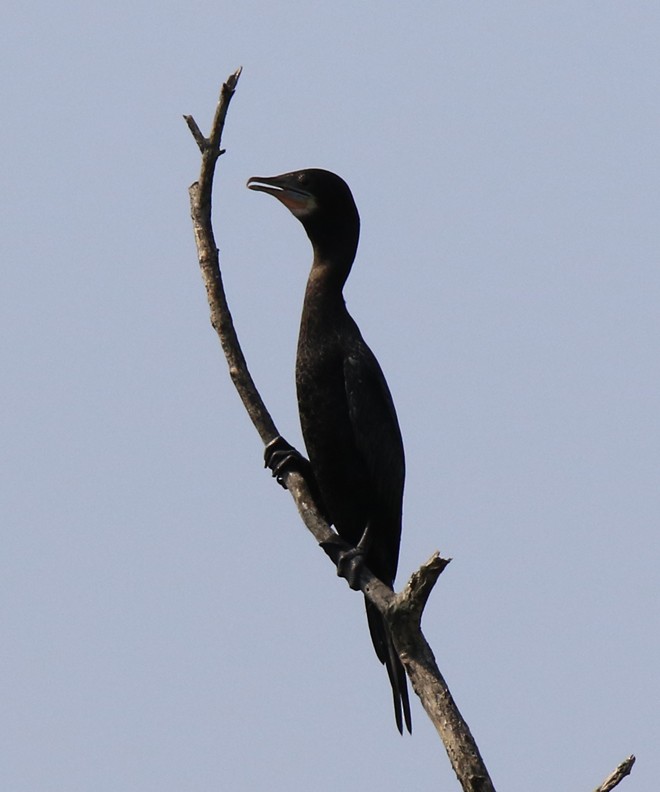 Phalacrocoracidae, unbestimmt - ML86908951