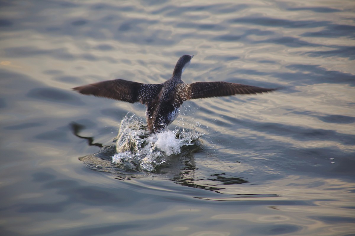 Red-throated Loon - ML86909291