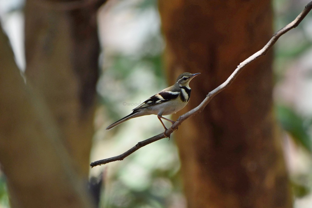 Forest Wagtail - ML86909481