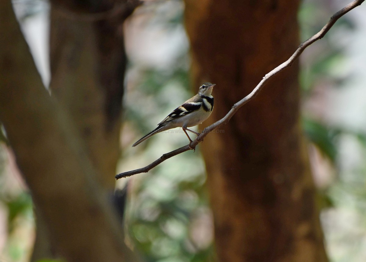 Forest Wagtail - ML86909491